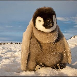 Meet your Posher, Jane